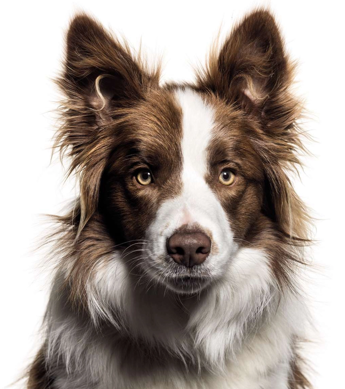 MONGE PARA PERRO ADULTO TODAS LAS RAZAS-MAXI ADULT CHICKEN - Imagen 3